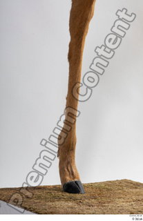 Deer Doe 2 leg 0015.jpg